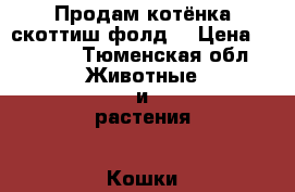 Продам котёнка скоттиш-фолд  › Цена ­ 5 000 - Тюменская обл. Животные и растения » Кошки   